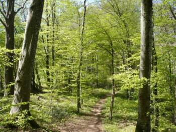 Mont Dommage - Montée en forêt